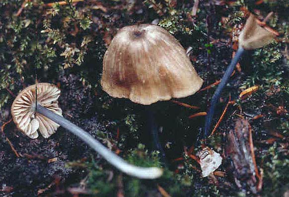 Leptonia lividocyanula
